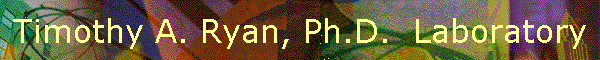 Timothy A. Ryan, Ph.D.  Laboratory