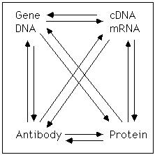 Enzyme Purification Chart