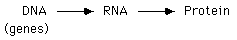 central dogma