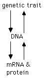 linking DNA, genes, mRNAs & proteins